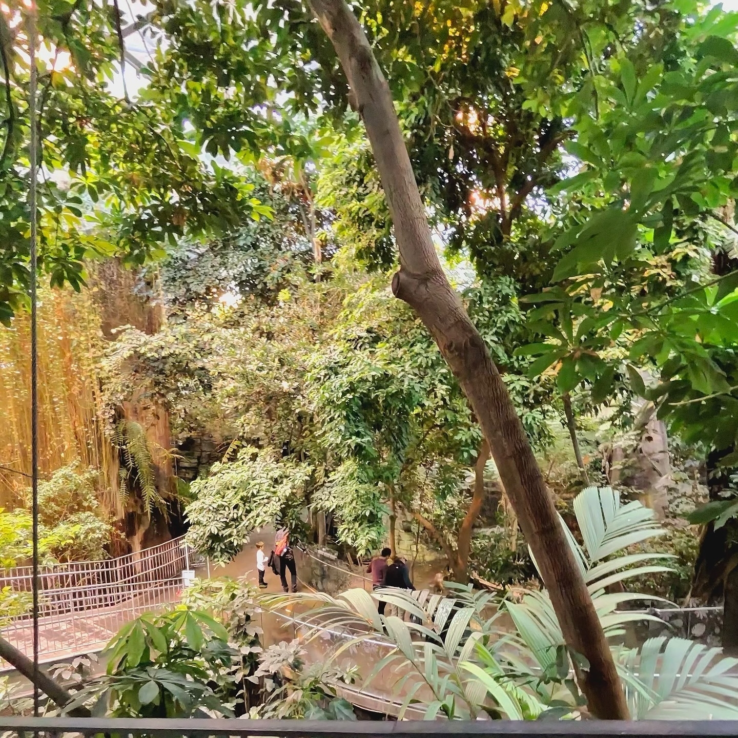 People walking on a winding path surrounded by dense tropical foliage inside an indoor garden or botanical setting.