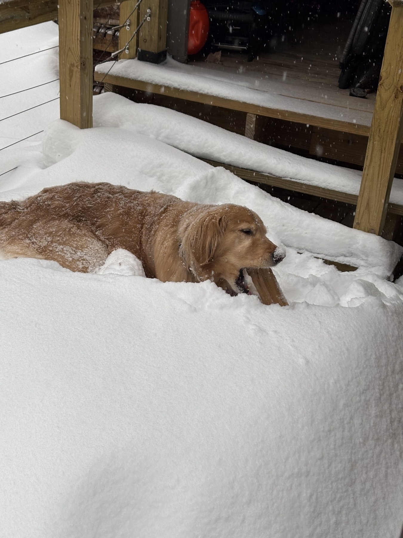 Golden retriever lying in deep snow, chewing on a stick, surrounded by a wooden deck with falling snowflakes.